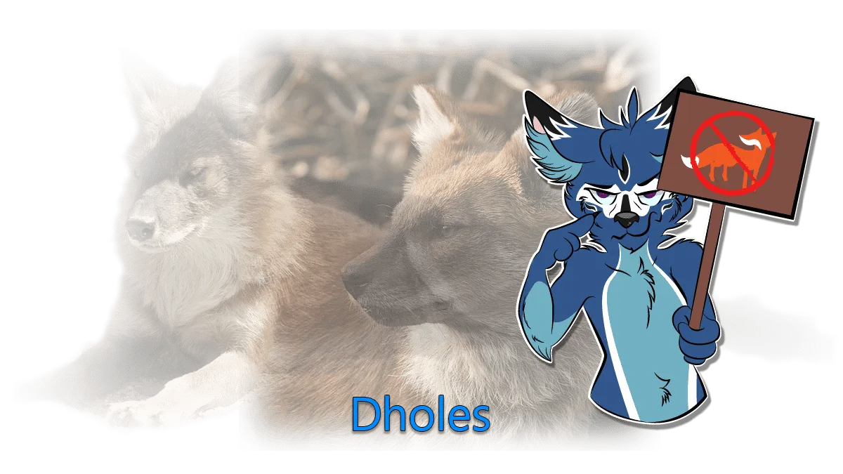 All About Dholes and Dhole Fursonas - Dhole Moments