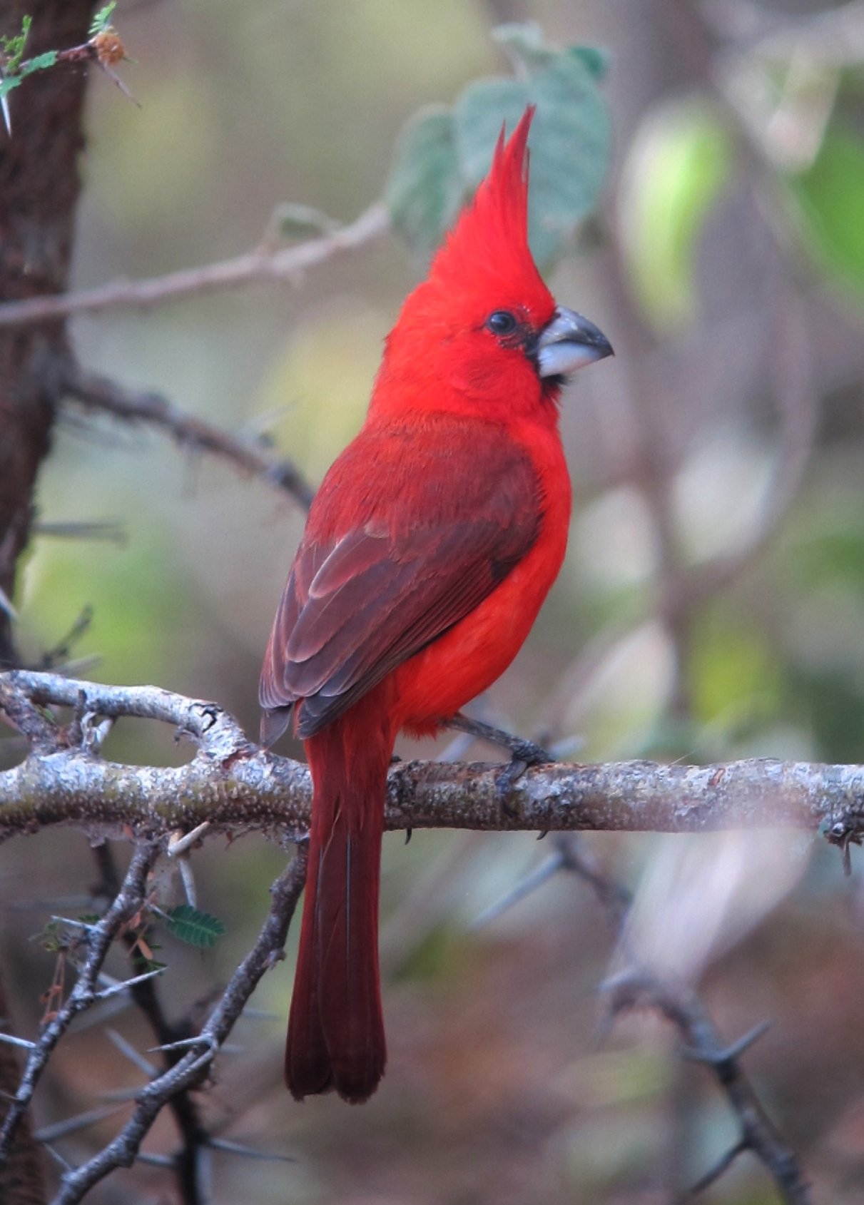 male vermilion bird (brightly colored red)