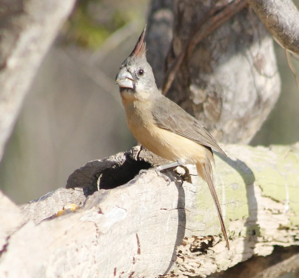 female vermilion bird (beige)